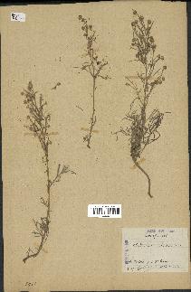 spécimen de Artemisia arborescens