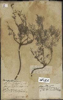 spécimen de Artemisia arborescens