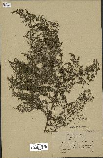 spécimen de Artemisia annua