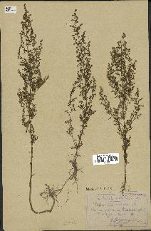 spécimen de Artemisia annua