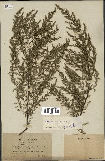 spécimen de Artemisia annua