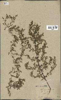 spécimen de Artemisia annua