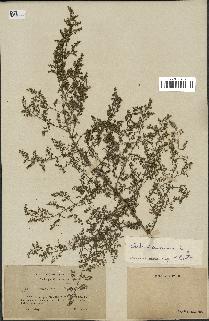 spécimen de Artemisia annua