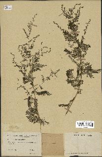 spécimen de Artemisia annua