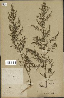 spécimen de Artemisia annua