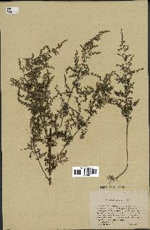 spécimen de Artemisia annua