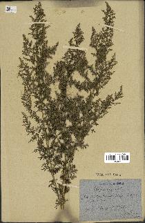 spécimen de Artemisia annua