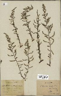 spécimen de Artemisia annua