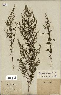 spécimen de Artemisia annua