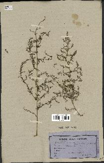 spécimen de Artemisia annua