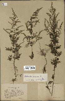 spécimen de Artemisia annua