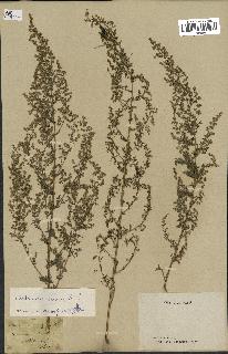 spécimen de Artemisia annua