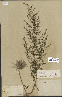 spécimen de Artemisia annua