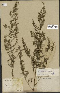 spécimen de Artemisia annua