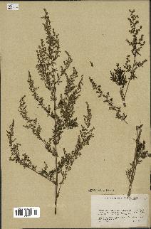 spécimen de Artemisia annua