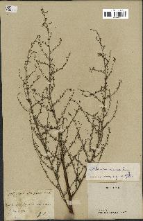 spécimen de Artemisia annua