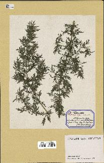 spécimen de Artemisia annua