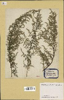 spécimen de Artemisia annua