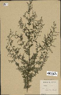 spécimen de Artemisia annua