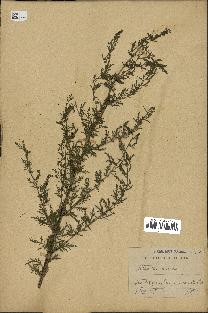 spécimen de Artemisia annua