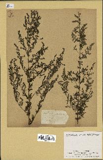 spécimen de Artemisia annua