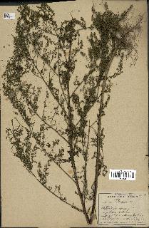 spécimen de Artemisia annua