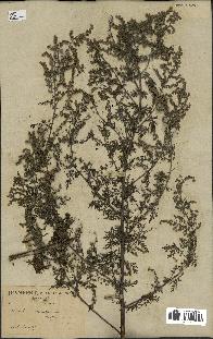 spécimen de Artemisia annua