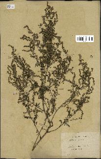 spécimen de Artemisia annua