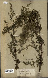 spécimen de Artemisia annua