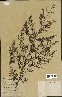 spécimen de Artemisia annua