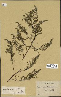 spécimen de Artemisia annua