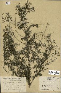 spécimen de Artemisia annua