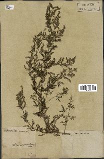 spécimen de Artemisia annua