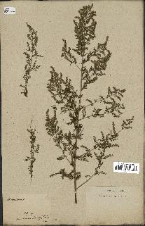 spécimen de Artemisia annua