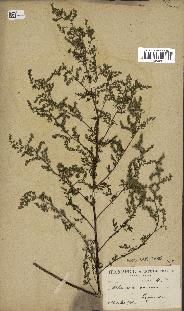 spécimen de Artemisia annua