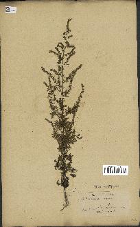 spécimen de Artemisia annua