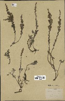 spécimen de Artemisia gallica