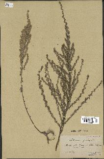 spécimen de Artemisia gallica