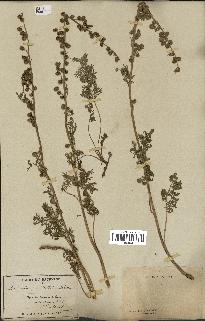 spécimen de Artemisia atrata