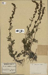 spécimen de Artemisia atrata