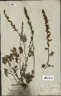 spécimen de Artemisia atrata