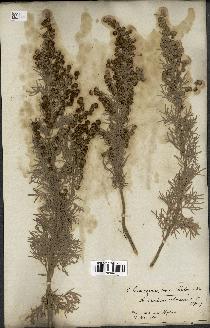 spécimen de Artemisia arborescens