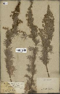 spécimen de Artemisia arborescens