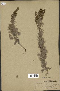 spécimen de Artemisia arborescens