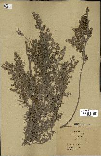 spécimen de Artemisia arborescens