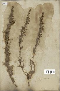 spécimen de Artemisia arborescens