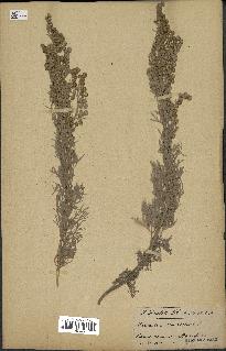 spécimen de Artemisia arborescens