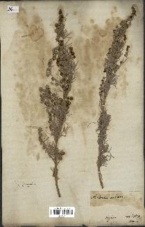 spécimen de Artemisia arborescens