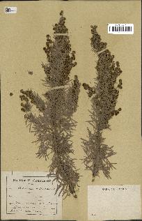 spécimen de Artemisia arborescens