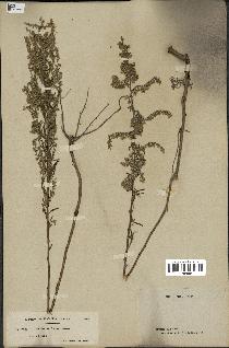 spécimen de Artemisia caerulescens